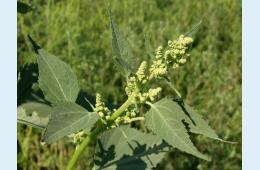 25.03.2026 Перечень опасных видов инвазивных (чужеродных) растений, которые не отнесены к карантинным объектам и сорным растениям и в отношении которых должны приниматься меры по их выявлению, предотвращению их распространения и их уничтожению  | Администрация муниципального округа город Партизанск Приморского края Официальный сайт