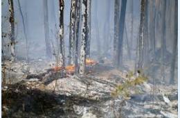 26.03.2024 Несмотря на штрафы – лес продолжает гореть | Администрация муниципального округа город Партизанск Приморского края Официальный сайт