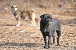 06.02.2024 Безнадзорные животные подлежат отлову | Администрация муниципального округа город Партизанск Приморского края Официальный сайт