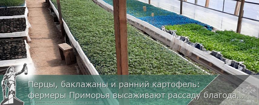 Перцы, баклажаны и ранний картофель: фермеры Приморья высаживают рассаду благодаря господдержке, сообщает www.primorsky.ru | Администрация муниципального округа город Партизанск Приморского края Официальный сайт Перцы, баклажаны и ранний картофель: фермеры Приморья высаживают рассаду благодаря господдержке, сообщает www.primorsky.ru | Администрация муниципального округа город Партизанск Приморского края Официальный сайт