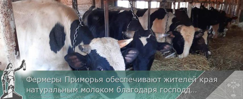 Фермеры Приморья обеспечивают жителей края натуральным молоком благодаря господдержке, сообщает www.primorsky.ru | Администрация муниципального округа город Партизанск Приморского края Официальный сайт Фермеры Приморья обеспечивают жителей края натуральным молоком благодаря господдержке, сообщает www.primorsky.ru | Администрация муниципального округа город Партизанск Приморского края Официальный сайт