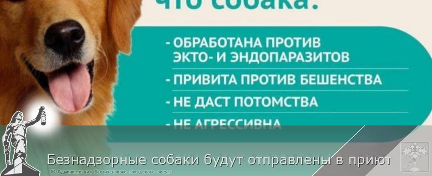 Безнадзорные собаки будут отправлены в приют | Администрация муниципального округа город Партизанск Приморского края Официальный сайт