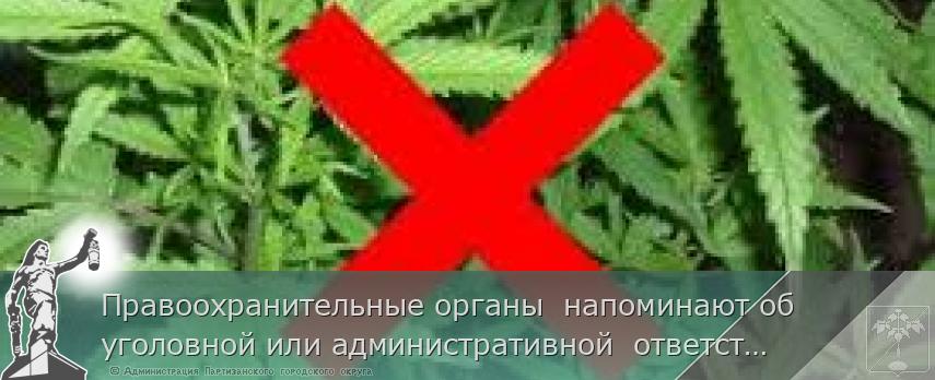 Правоохранительные органы  напоминают об уголовной или административной  ответственности за  незаконное культивирование наркосодержащих растений. | Администрация муниципального округа город Партизанск Приморского края Официальный сайт Правоохранительные органы  напоминают об уголовной или административной  ответственности за  незаконное культивирование наркосодержащих растений. | Администрация муниципального округа город Партизанск Приморского края Официальный сайт