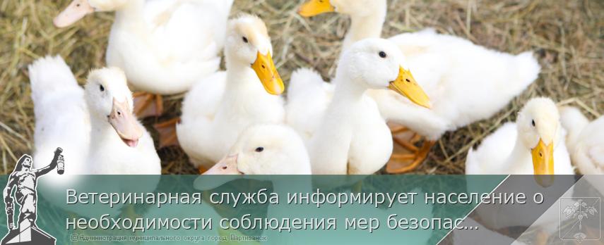 Ветеринарная служба информирует население о необходимости соблюдения мер безопасности | Администрация муниципального округа город Партизанск Приморского края Официальный сайт